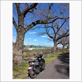 見沼の桜だより