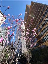 溜池山王周辺ですーーー🌸🧐