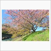続・東大山河津さくらまつり　 ...