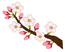 暴風雨からの桜開花🌸発表（＾ν＾）