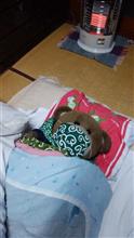 日中暖かくなったけど････夜は寒いから布団で？