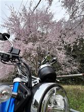 しだれ桜プチツー🌸 しだれ桜プチツー🌸