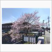 桜咲く