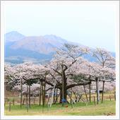 桜を求めてポタリング