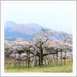 桜を求めてポタリング