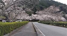サクラ咲いていたり散りまくった2024年3月30日 サクラ咲いていたり散りまくった2024年3月30日