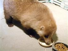 今日も来たのね～…。