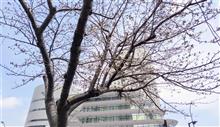 みなとみらいのサクラ🌸