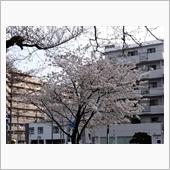 ようやく咲いた！…お花見🌸