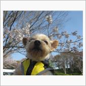 桜の開花がはじまる🌸