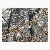 ようやく桜開花しました