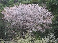 山桜も開花