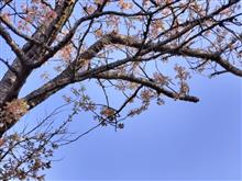 桜を探しに🌸 桜を探しに🌸