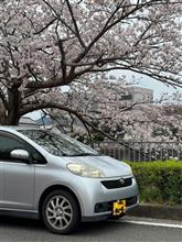 桜満開・・・が、