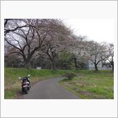 見沼の桜だより－その2