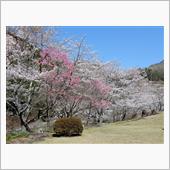 「2024年は、例年よりも桜 ...