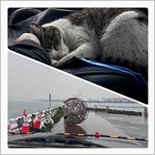 結構な雨と濡れ猫さん