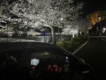 桜満開・・・が、（夜）