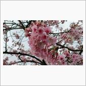 同期の桜