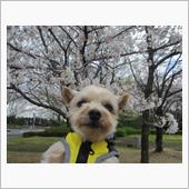 花曇り🌸　🐌閲覧注意⚠️ ...