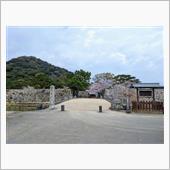 一昨日　萩城跡に桜を見に行き ...