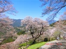 蕾から葉桜まで🌸 