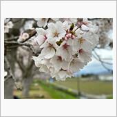 桜🌸を観たくて…取り敢えず ...