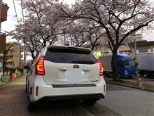 桜並木　4/4