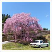 頓定の枝垂れ桜は3分咲きやっ ...