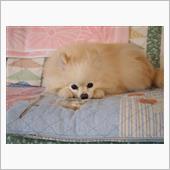 まるちゃん入院する