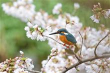 チョウゲンボウと桜カワセミ