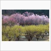 雨の中、埼玉で桜探し