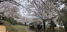 桜が満開です！