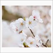 お花見