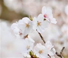 お花見