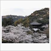 お花見に…