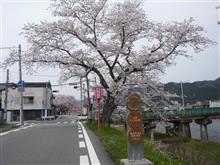 久世のトンネル桜と酒津公園の桜 久世のトンネル桜と酒津公園の桜
