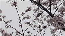お花見 川崎駅周辺