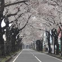 遅桜