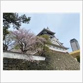 小倉城の桜です❗️