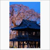 桜撮影