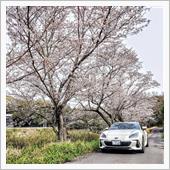 朝から桜を求めてあっちこっち。