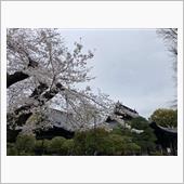 鑁阿寺の春