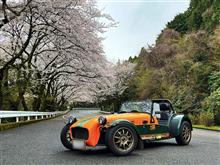 満開のターンパイク🌸