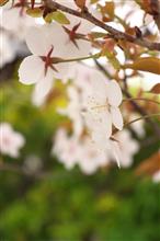 花を撮るなら（桜・萩）