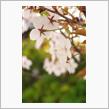 花を撮るなら（桜・萩）