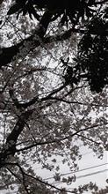 お花見 実家周辺