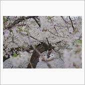 曇り空の桜