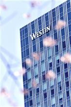 2024　サクラ撮り　仙台WESTIN HOTEL