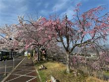 🌸満開